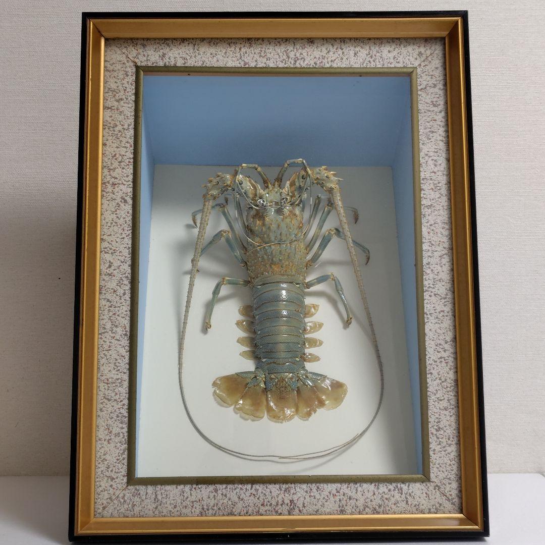 額装標本 ニシキエビ 錦海老 伊勢海老 えび 剥製 縁起物 - メルカリ