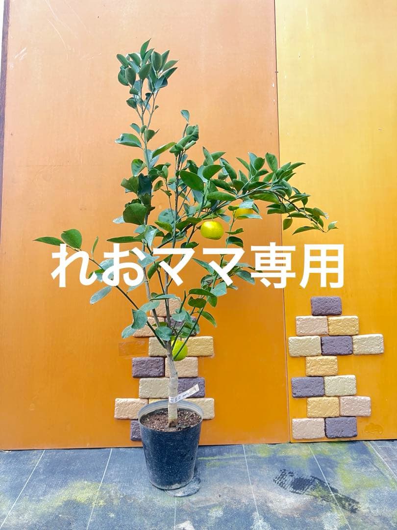 花良治みかん8、4 2点セット 岡宗農園 花良治(ケラジ）黄玉 約1kg: とさのさとアグリコレット