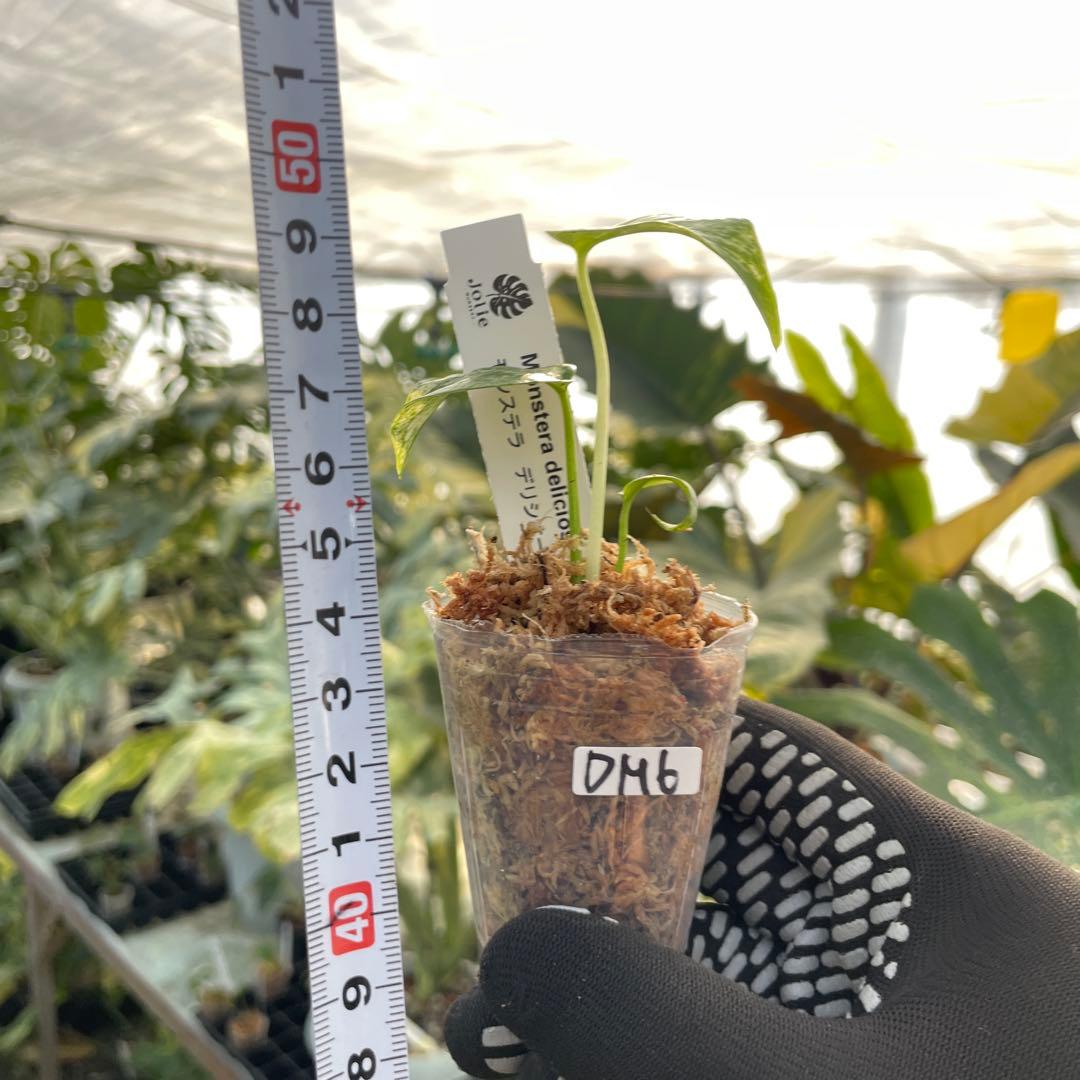 DM6モンステラ デリシオーサ ミント斑入り 2寸ポリポット ネコポス発送