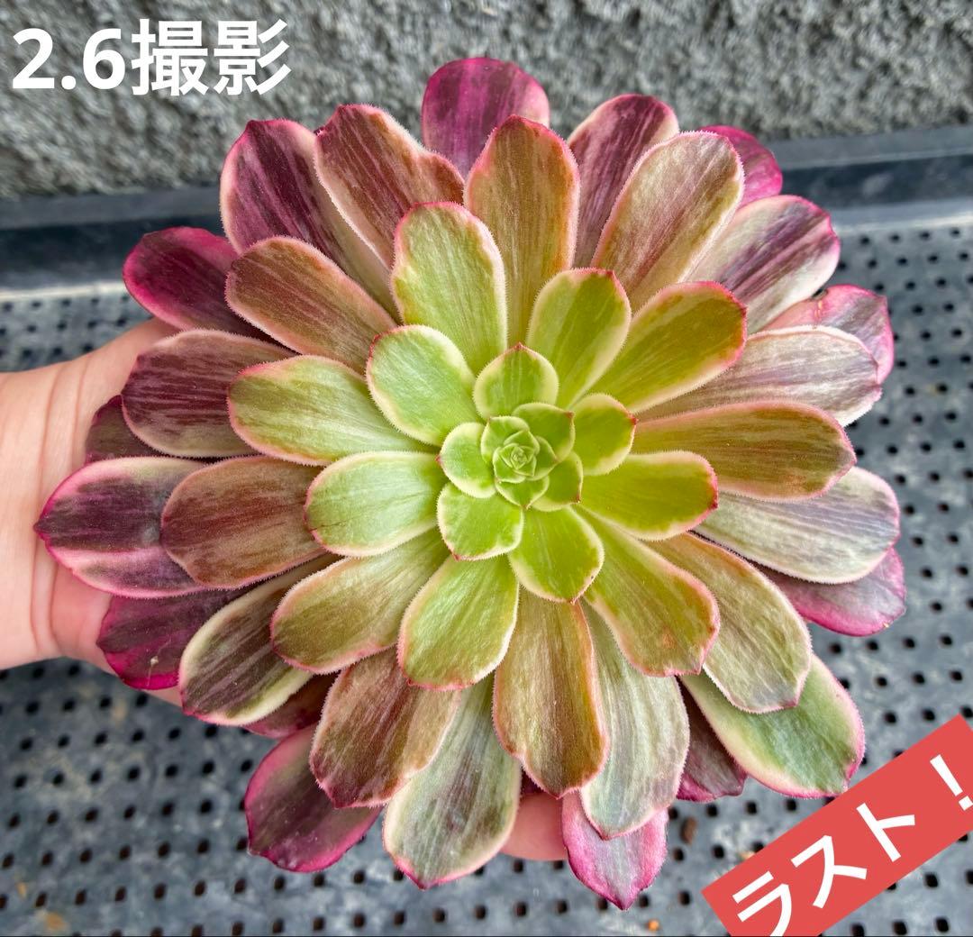 金糸雀錦 抜き苗 大苗 アエオニウム 多肉植物 - メルカリ