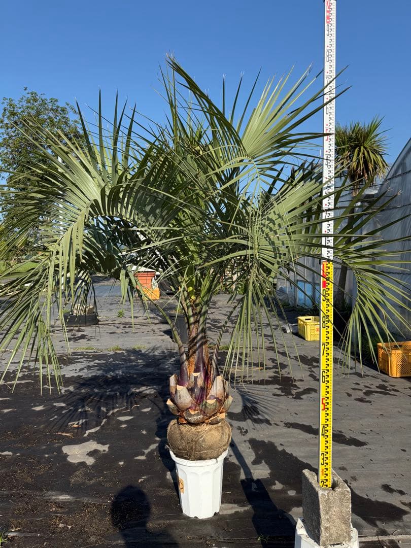 ふ*ん様 ココスヤシシルバーリーフ【極太‼️】葉先180cm幹回り90cm 幹