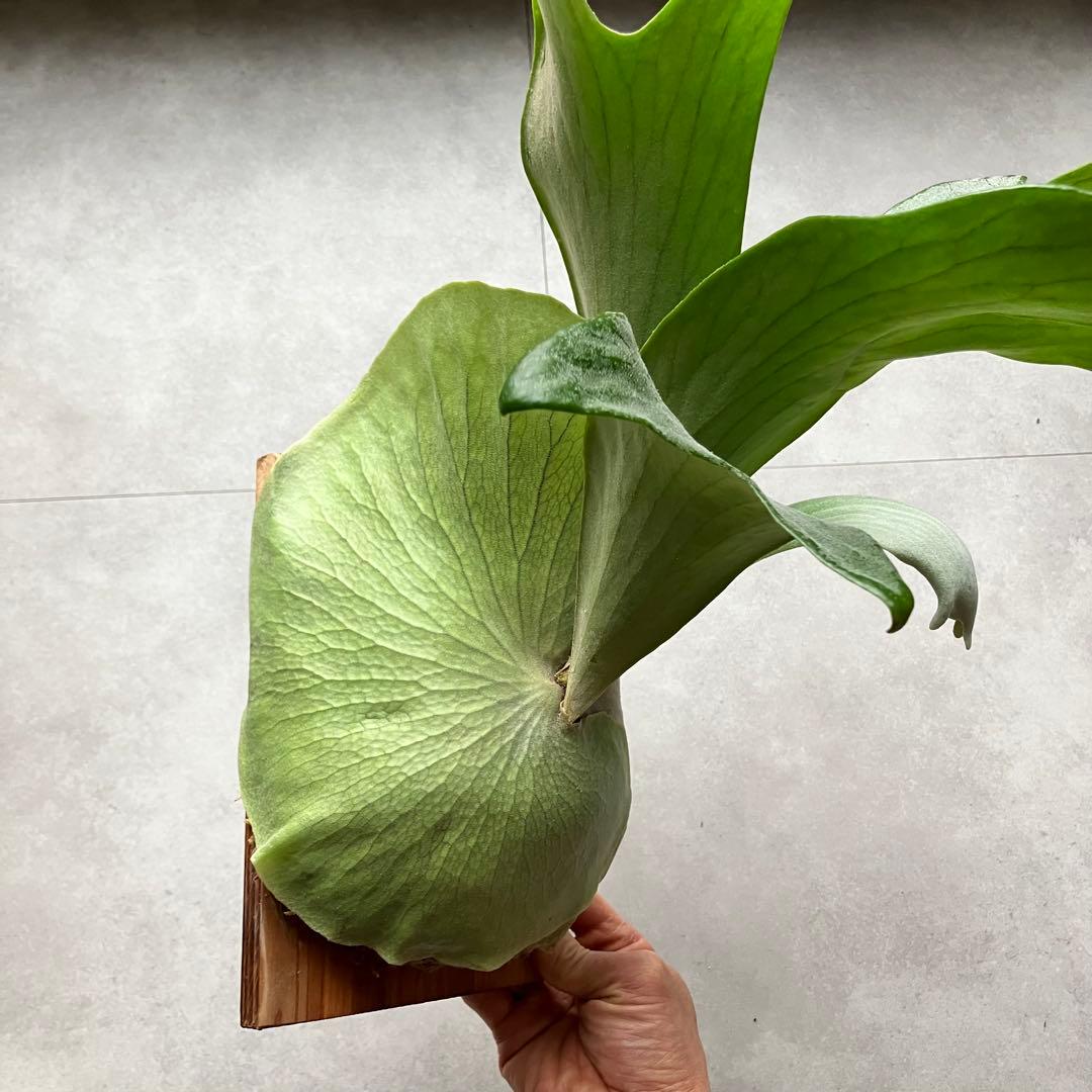 ビカクシダ・シャンカ(shankha) ① 長期養生株 - メルカリ