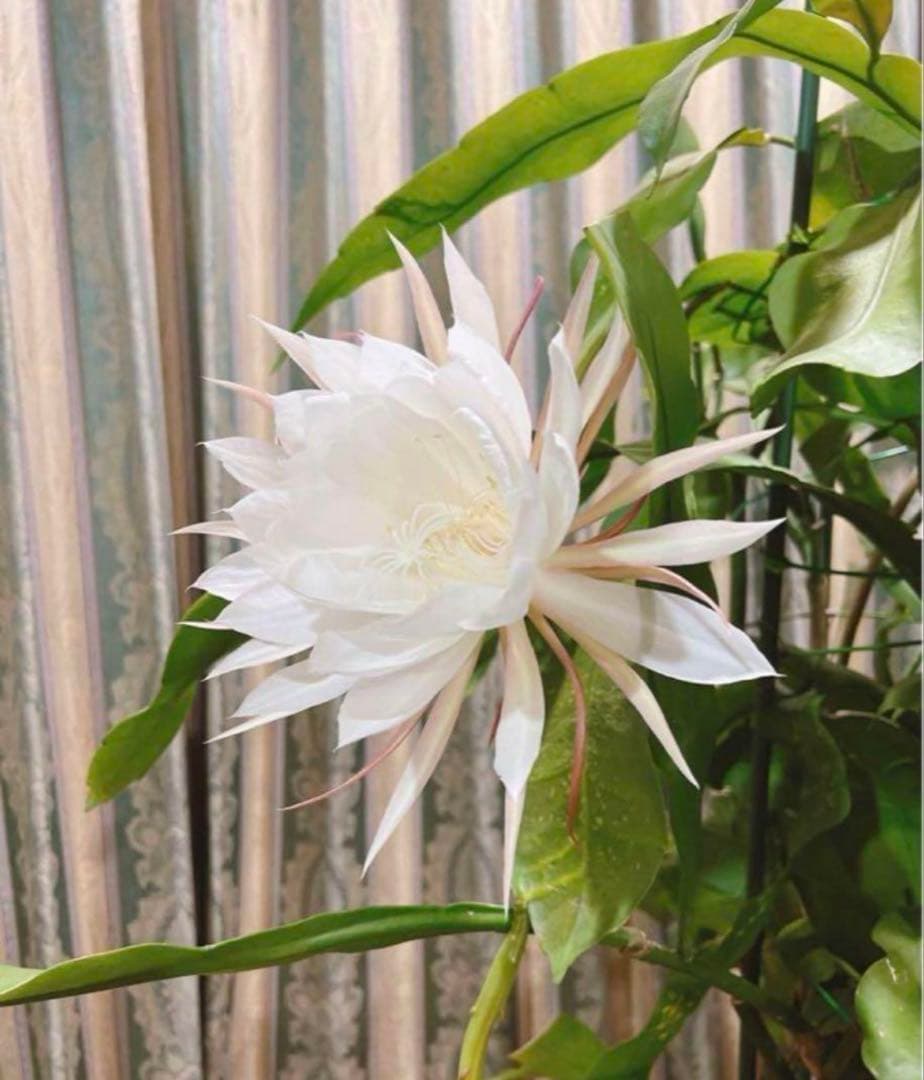 【超大株！】月下美人：親株