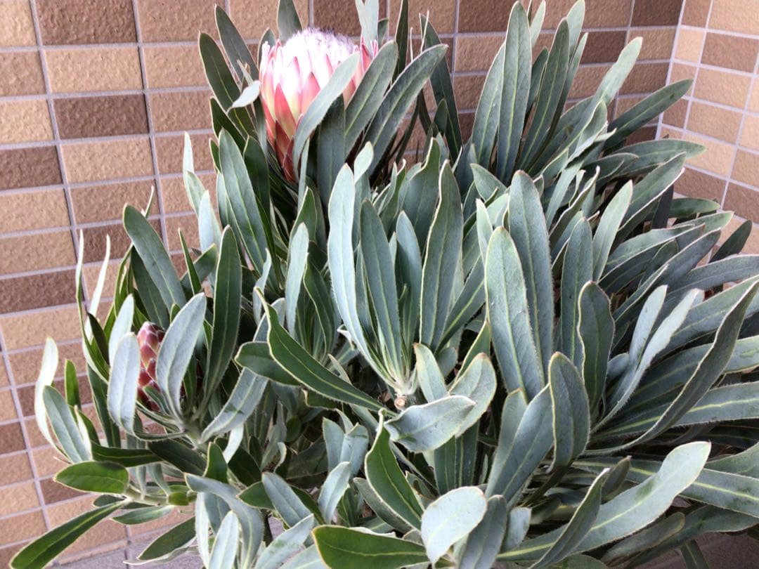 現品1点物の幹極太でつぼみたくさんのプロテア・ポッサムマジ