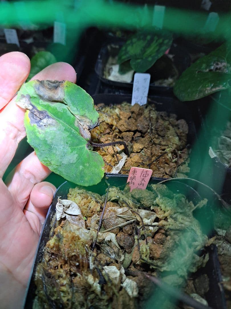 l*p様 山野草　カンアオイ　サツマアオイ　台湾産 山野草）カンアオイ（寒葵）ヤエヤマカンアオイ（八重山寒葵） 台湾産