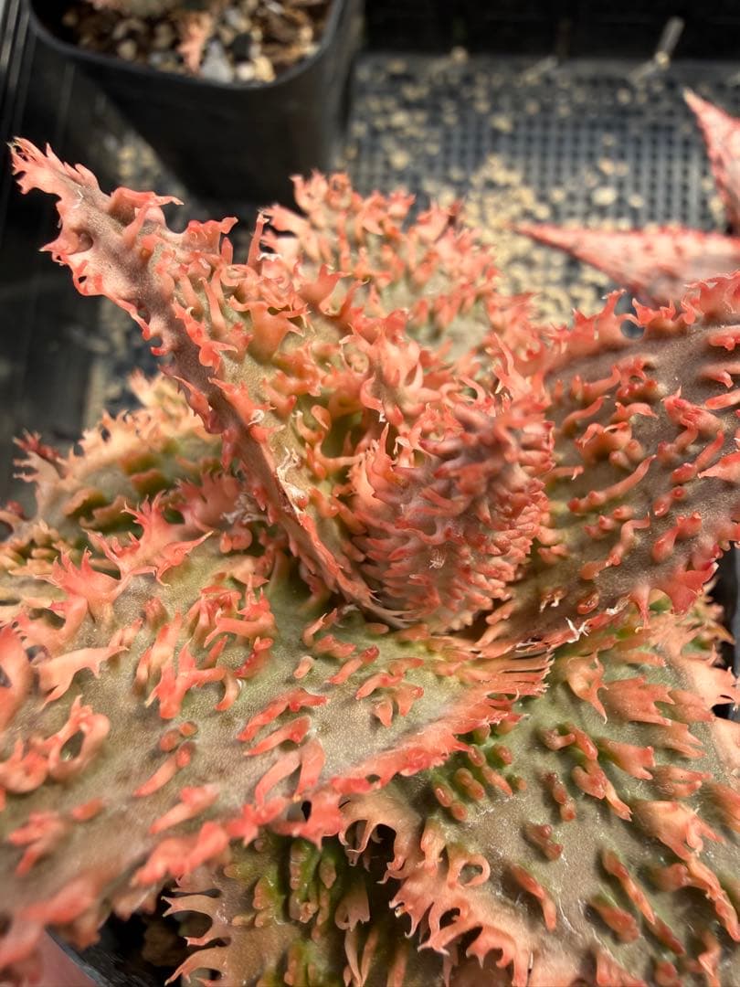 特上アロエ ハイブリッド Aloe hybrid 第四種 Fe−44 - メルカリ