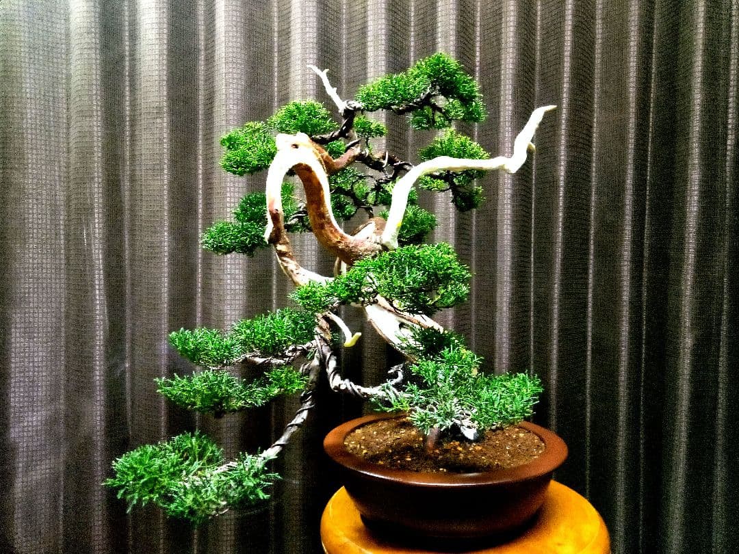 【中品　真柏盆栽】セール　　　　　 ⭕山木風に仕上げた一品❗ ★新春限定価格★