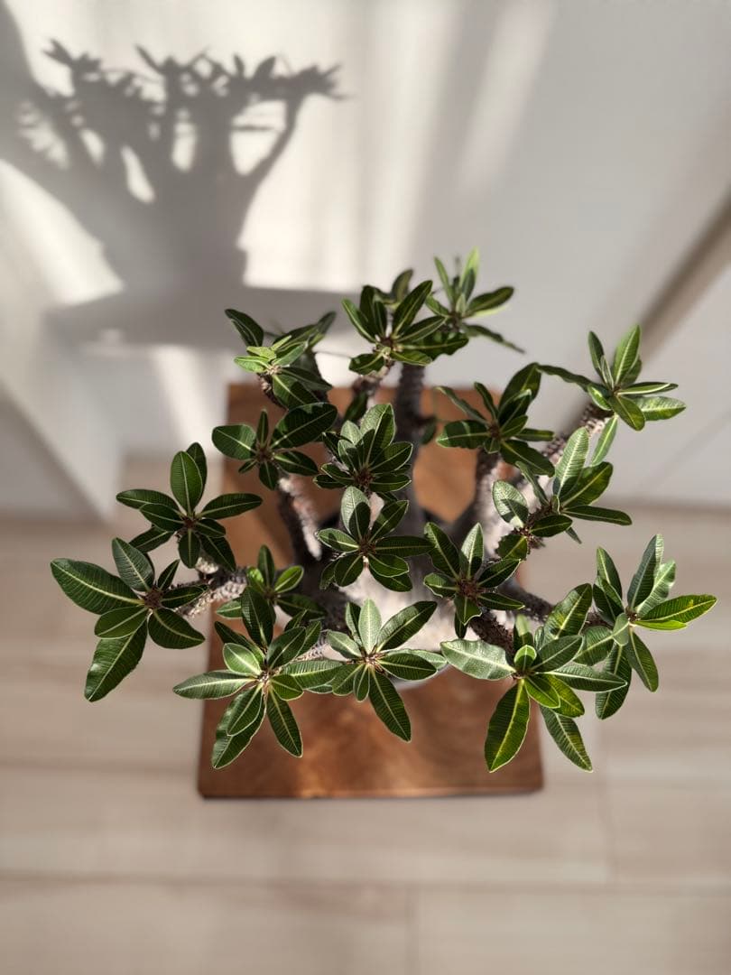 パキポディウム マカイエンセ 良型 大株 現地球 発根済み