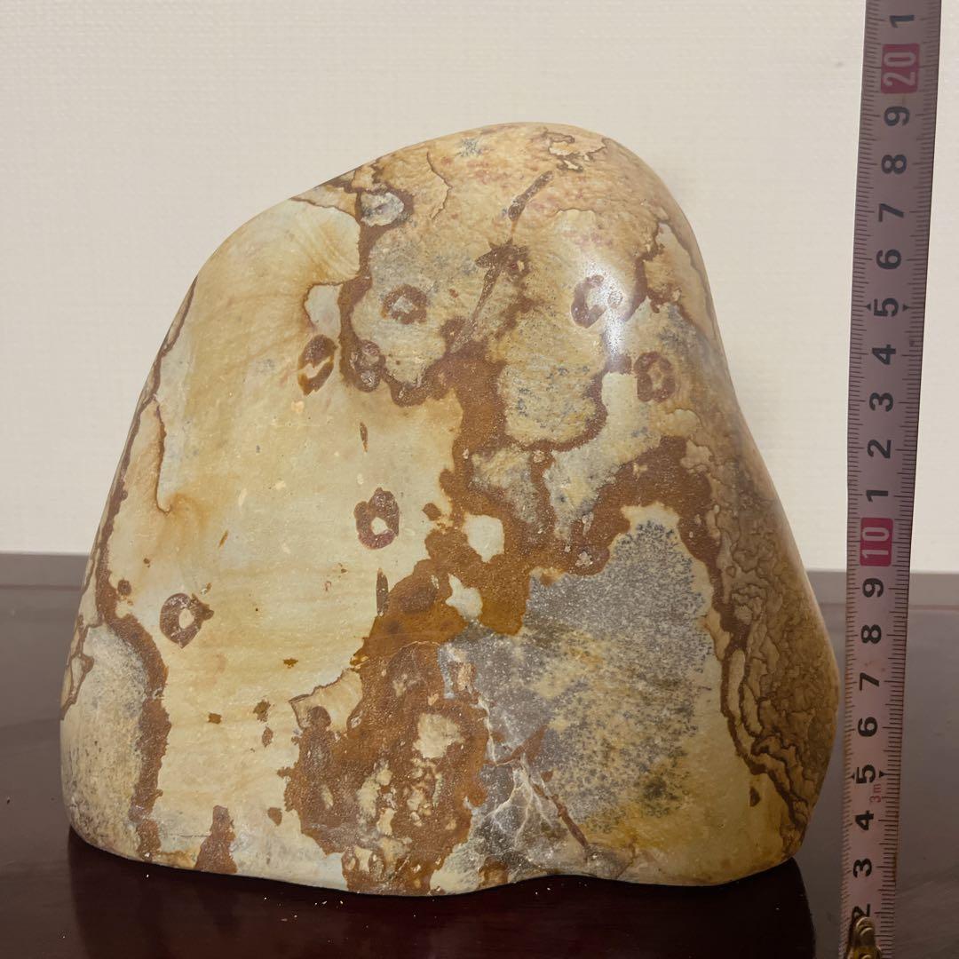 最高級鑑賞石】菊花石 20cm 紋石 水石 盆石 根尾谷 天然石 置物 - メルカリ