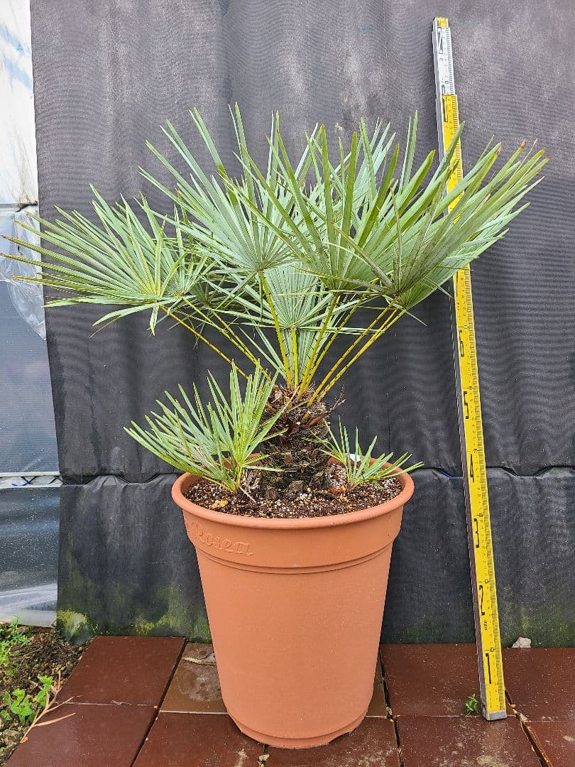 チャメロプス フミリス セリフィラ 10→12号鉢大株 高さ80cm 13年もの