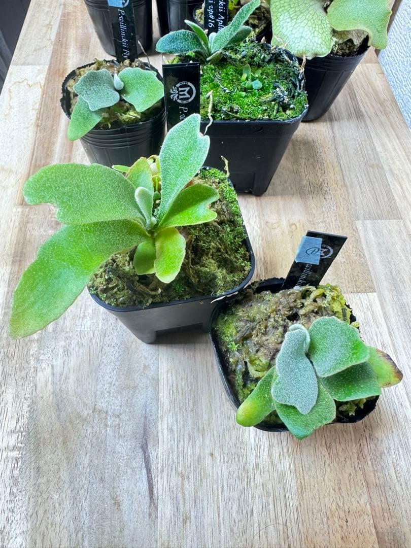 willinckii Fly dwarf 確定① オマケ付き