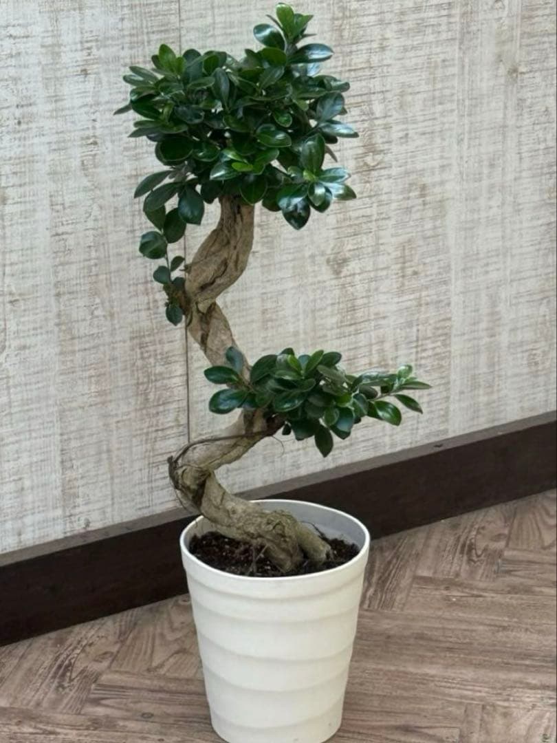 ☆ ガジュマル♪ 沖縄産原木◦太幹ねじり 80cm ⑦号♪ ☆ ガジュマル♪ 沖縄産原木◦太幹ねじり 80cm ⑦号♪ ☆ ガジュマル