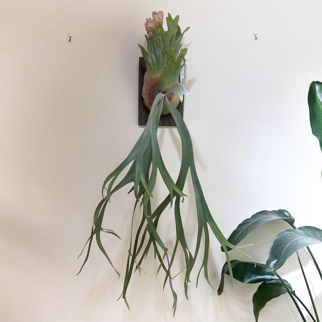 P. willinckii cv kaika 板付 子株 ビカクシダ - メルカリ