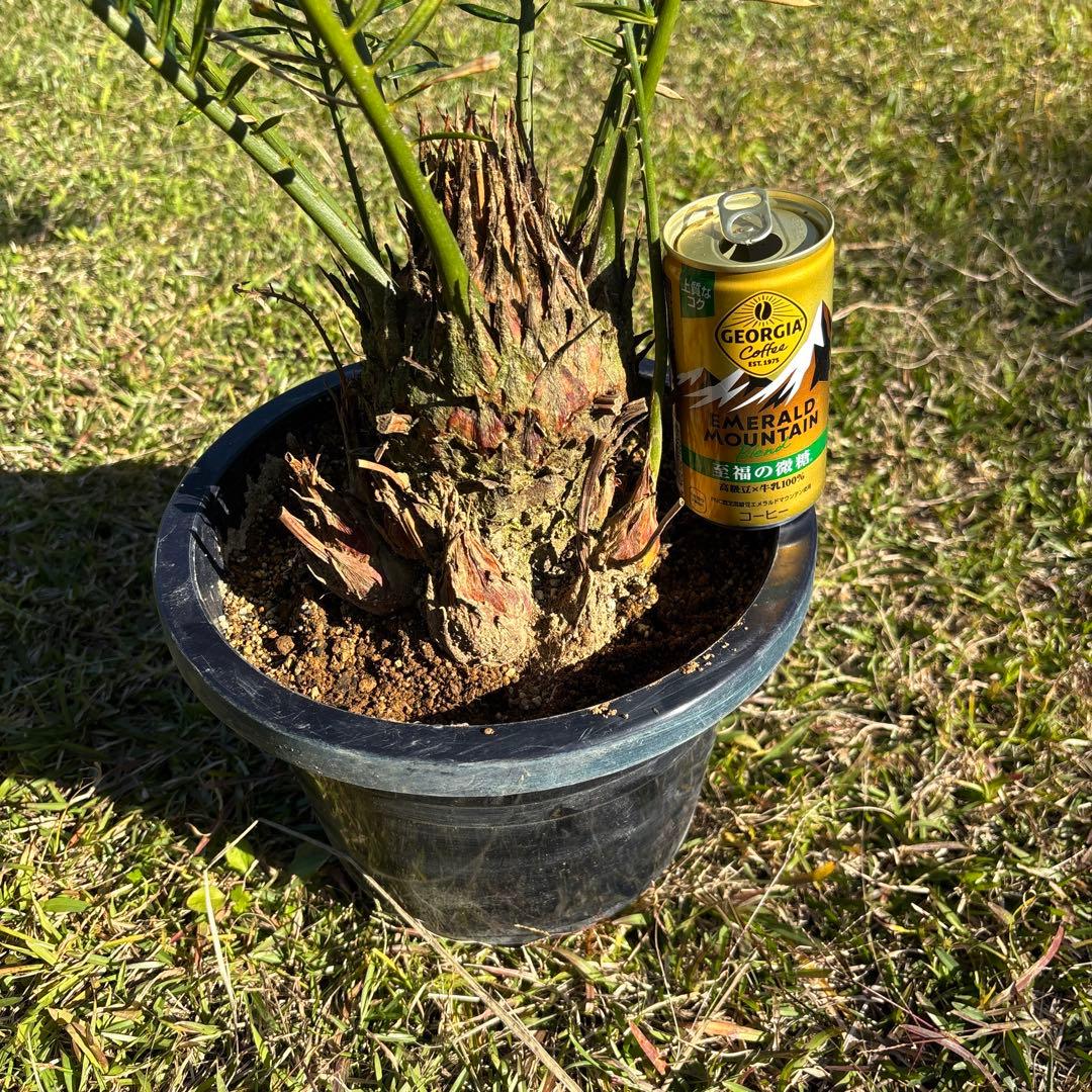 m*i様 金環ソテツ8号鉢