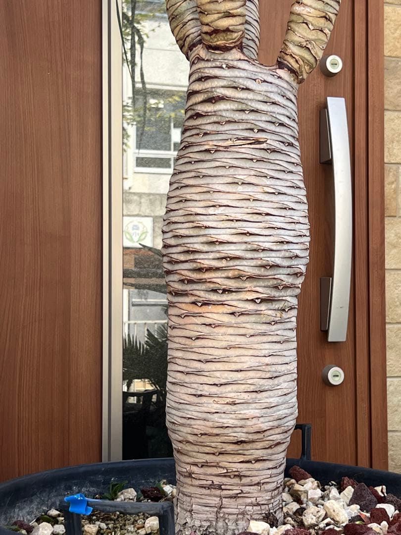 一生に一度出会えるか？ 【特別価格】極太ドラセナドラコ ※引き取り限定