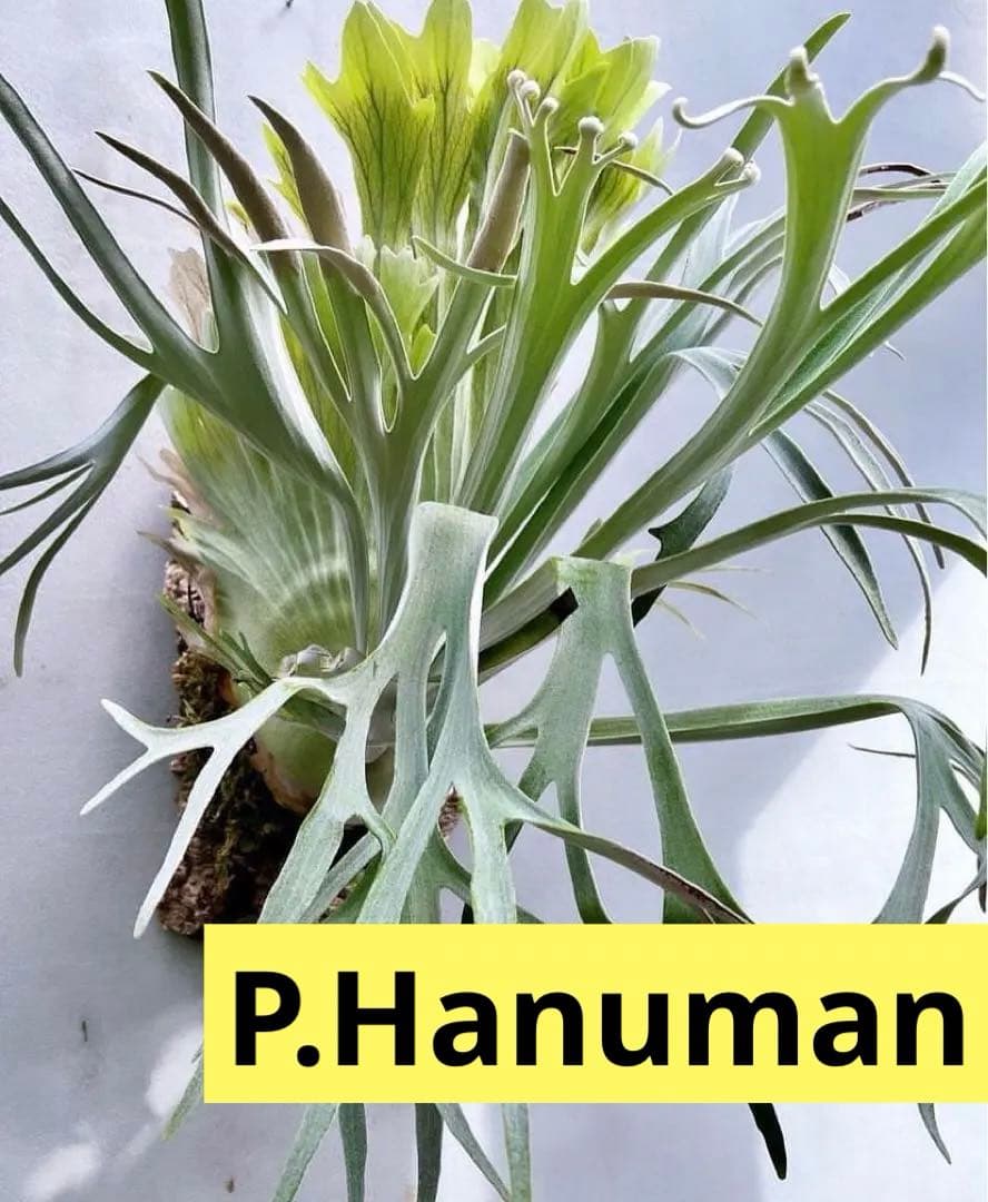 レア！ビカクシダP.hanumanハヌマーン - メルカリ