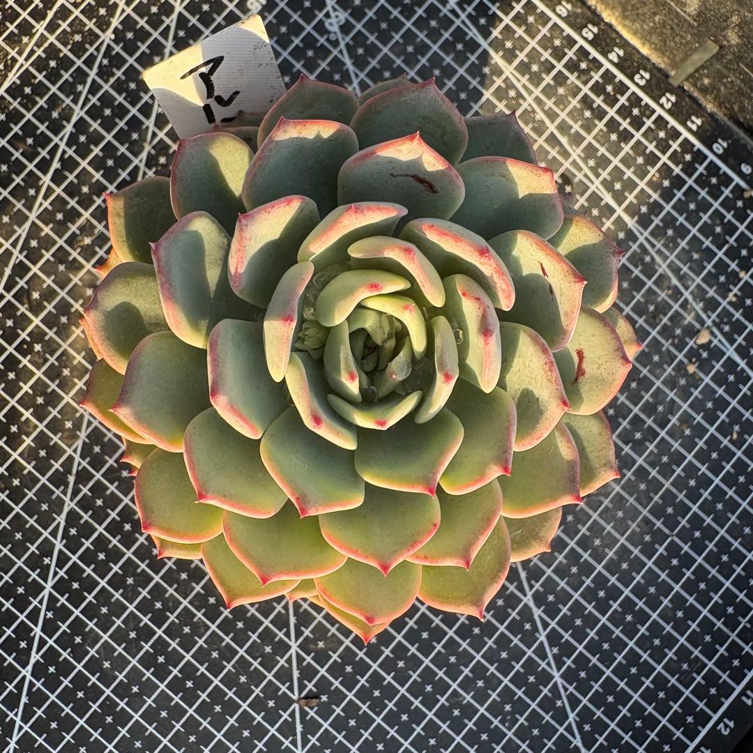 53 アルミス 特大 カット苗 多肉植物