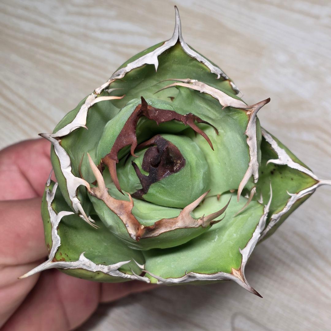 イラン株 ペルシアンドワーフ 選抜株 直輸入 ナーセリー厳選 アガベ