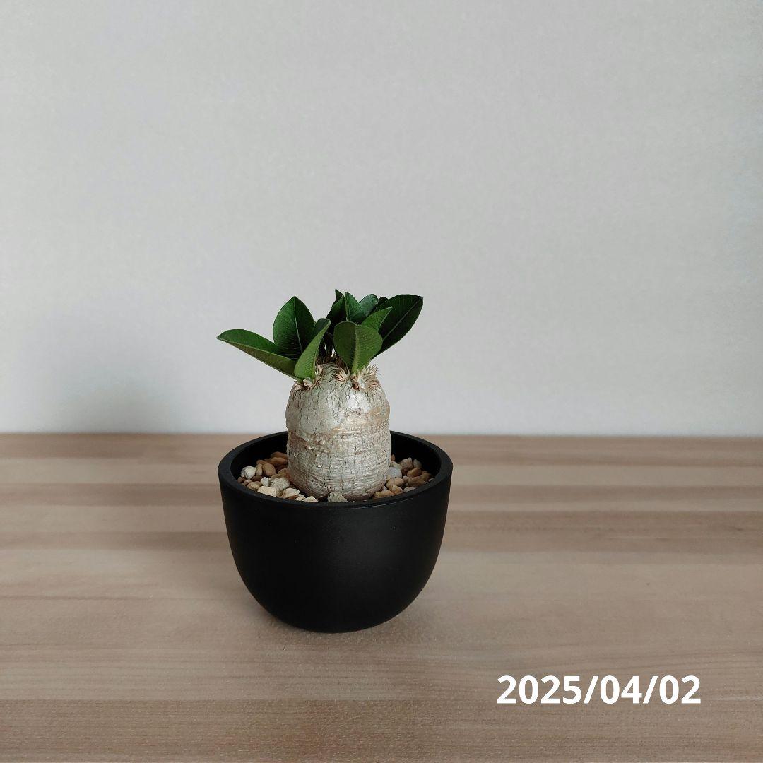 パキポディウム恵比寿笑い現地球