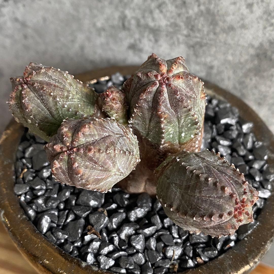 B18881☆オークション販売☆ユーフォルビア 極上木化 ヴィンテージ