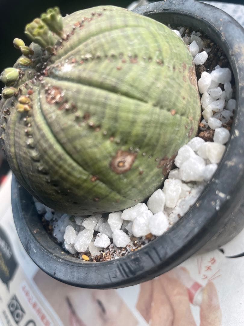 テ*ド様 シンメトリカ 良株渦 4号サイズ ➕傷あり4号2個セット