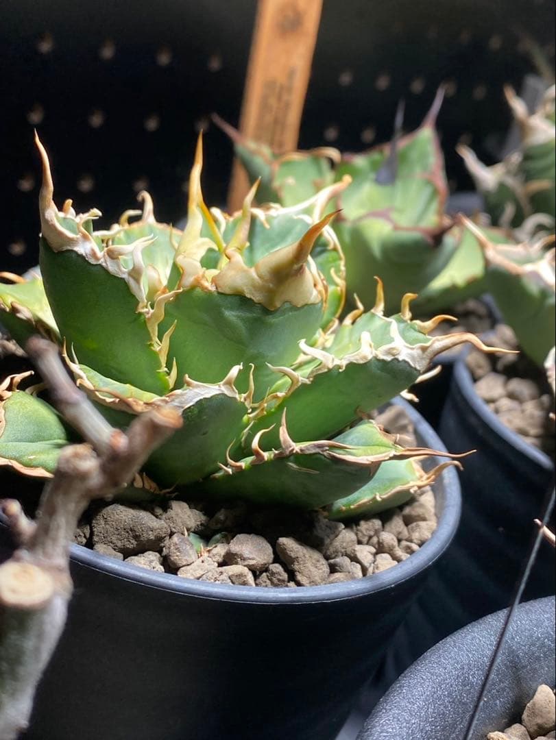 R*様 アガベ デッドヒート DEADHEAT アガベ ロウルサンコ（実生 レジ