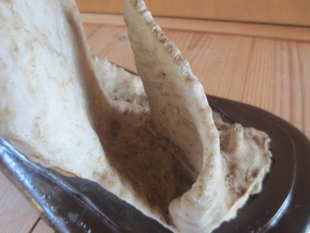 R8/1/14 鍾乳石　中国桂林産 　水石　鉱物　幅44㎝