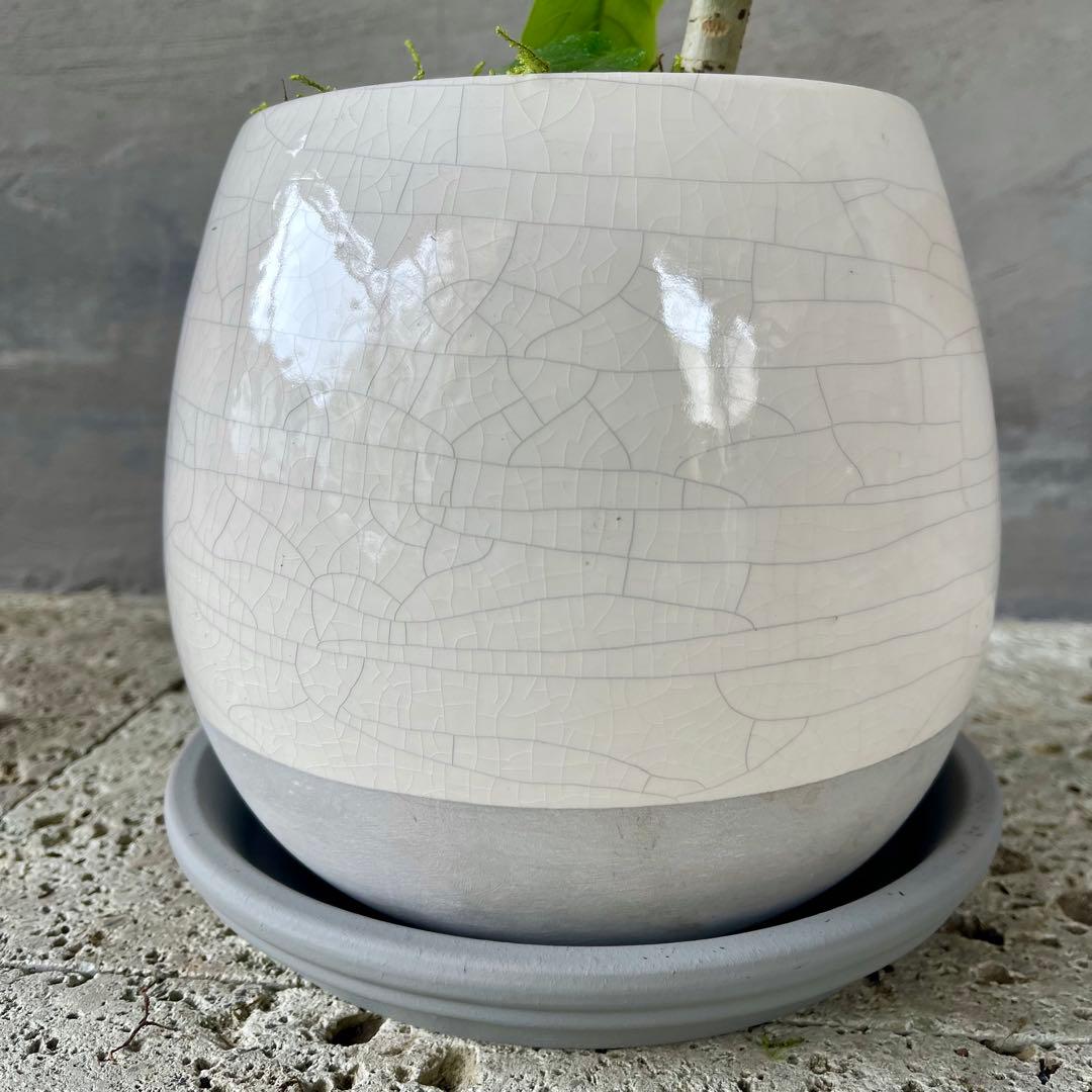 フィカス ウンベラータ 螺旋 天然苔仕立て 瑞雲-ずいうん- 陶器鉢