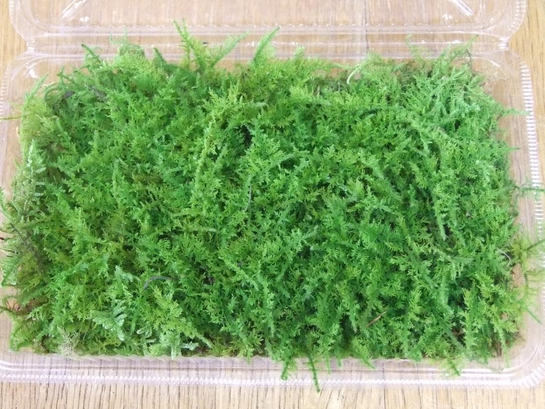 あっちゃん様専用 コケ各種8パックとホソバゴケ1トレー