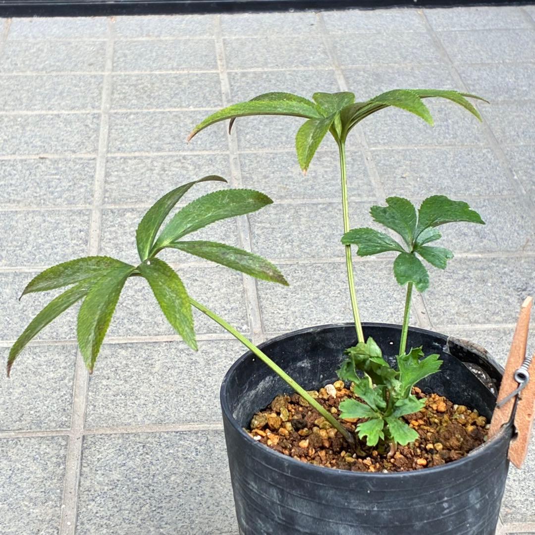 ラ*ク様 ☘️ラスト2☘️超レア☘️❤️根充実❤️沢山新芽元気株❤️645【❤️