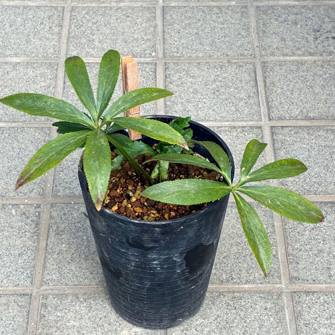 ラ*ク様 ☘️ラスト2☘️超レア☘️❤️根充実❤️沢山新芽元気株❤️645【❤️