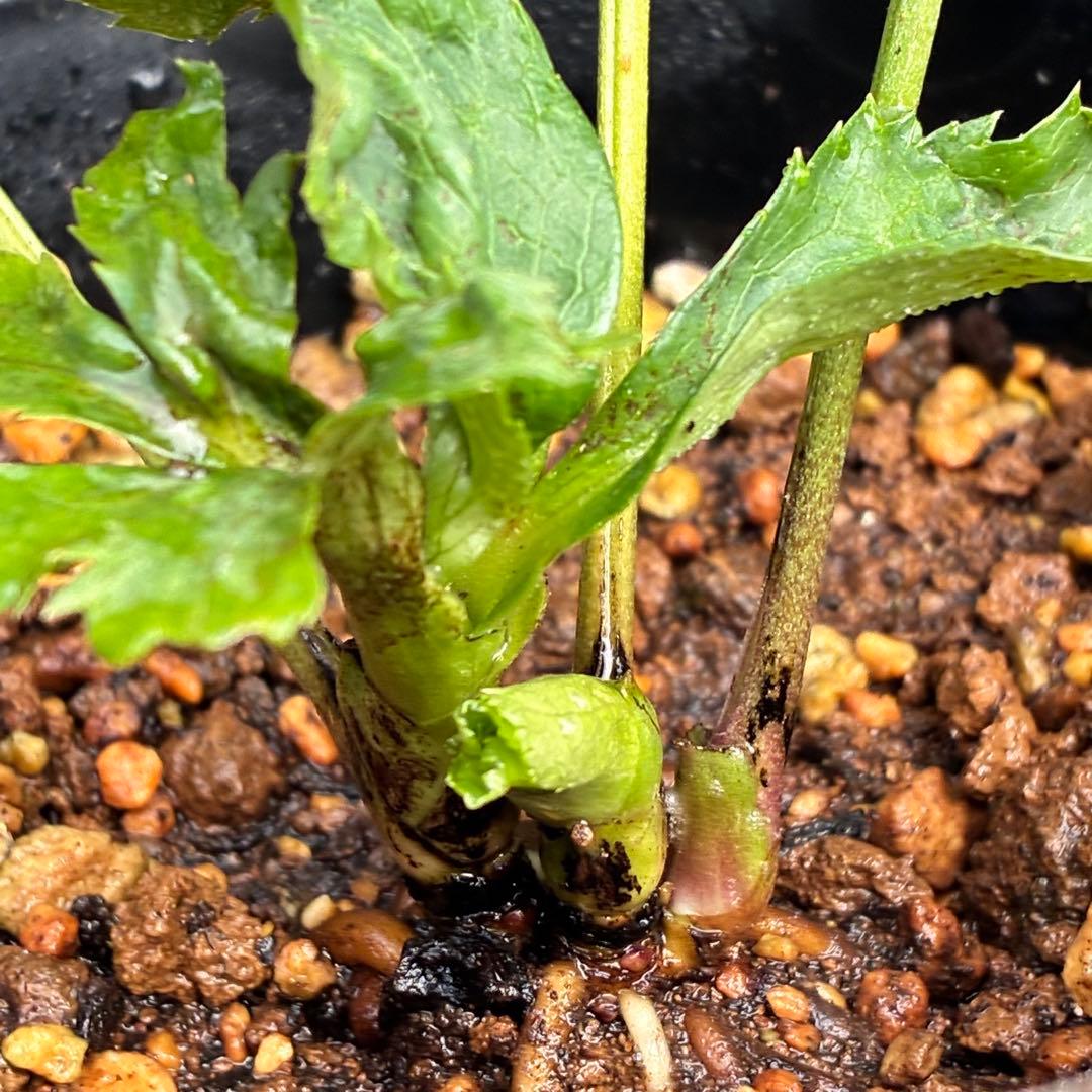 ラ*ク様 ☘️ラスト2☘️超レア☘️❤️根充実❤️沢山新芽元気株❤️645【❤️