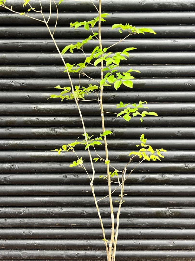 山採り天然 アオダモ 四本立ち22