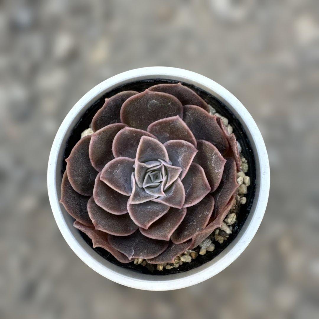 多肉植物 エリキュラミス 20241023_070927-scaled.jpg