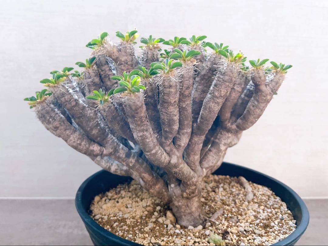 《期間限定販売❗️》『ユーフォルビア　ギラウミニアナ』現地球　発根済み極美大株