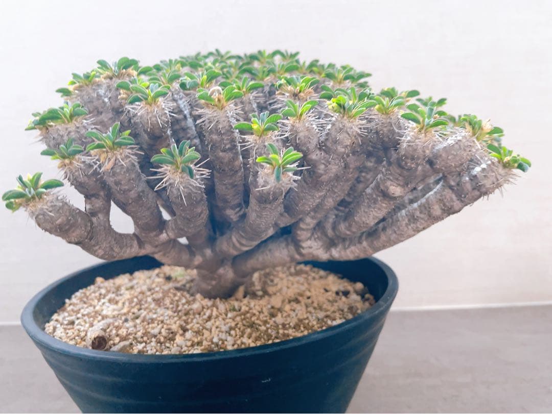 《期間限定販売❗️》『ユーフォルビア　ギラウミニアナ』現地球　発根済み極美大株