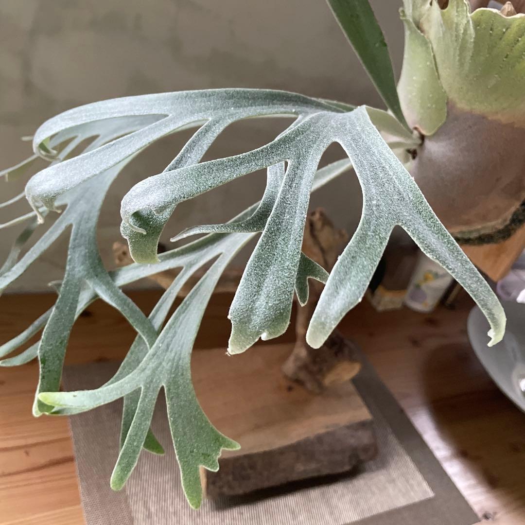 P.willinckii moon light spore① - ビカクシダアウトレット 価格 通販