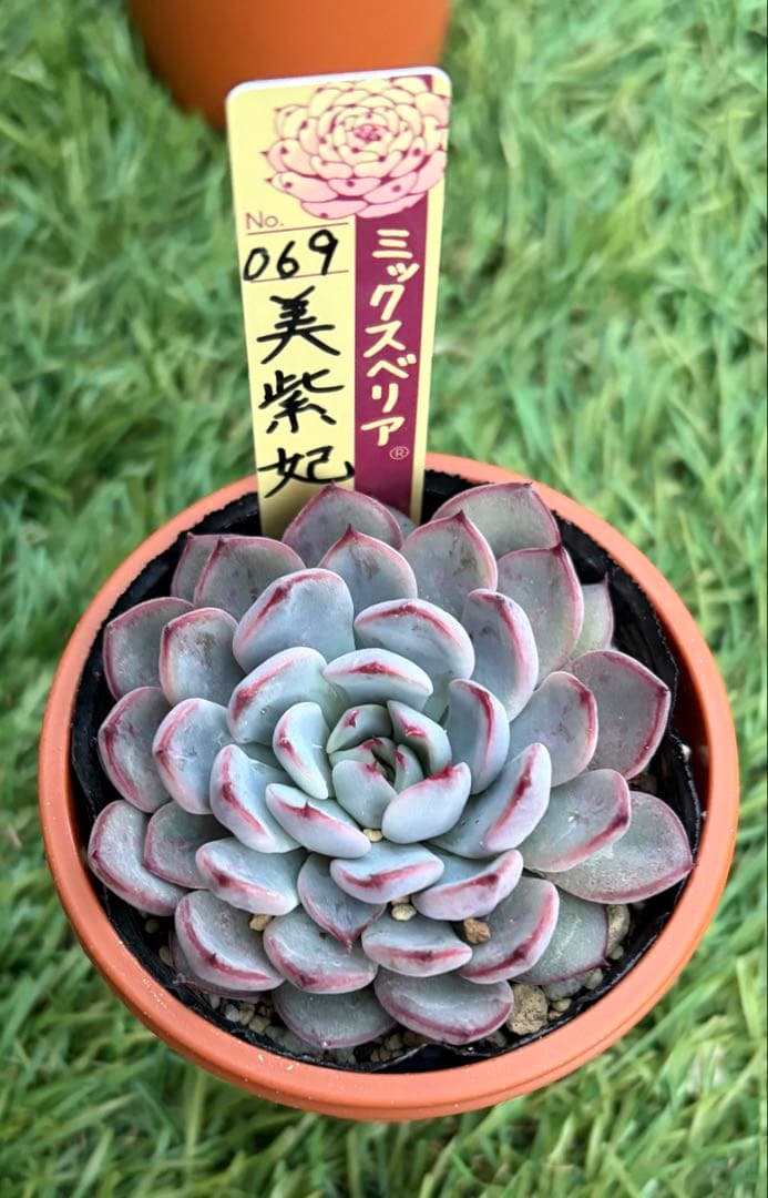 多肉植物 エケベリア おらいさん苗 ミックスベリア 美紫妃 ② - メルカリ