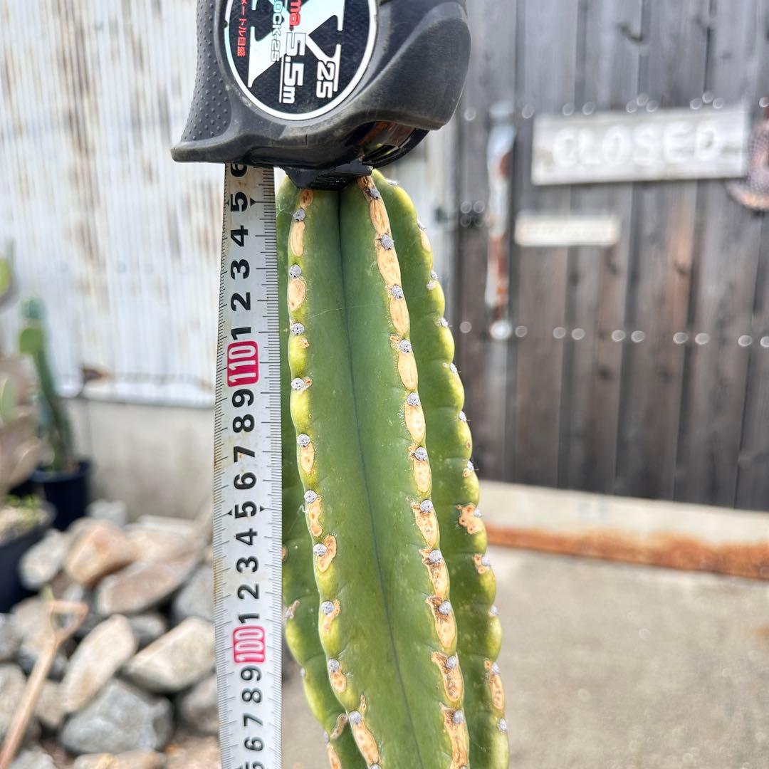 鬼面角 樹齢35年 親木 鹿児島県産柱サボテン【現品】配達します