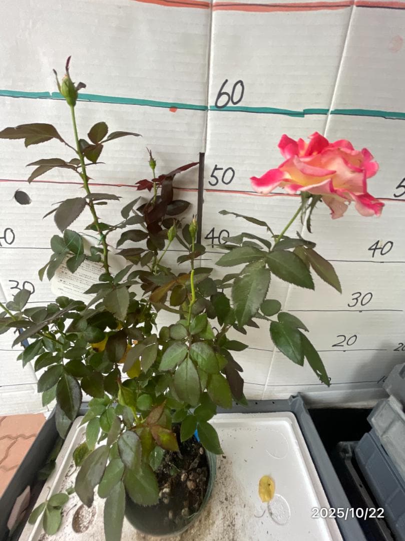 エ*メ様 5320 チャール6849イブ6210 5310ブラス