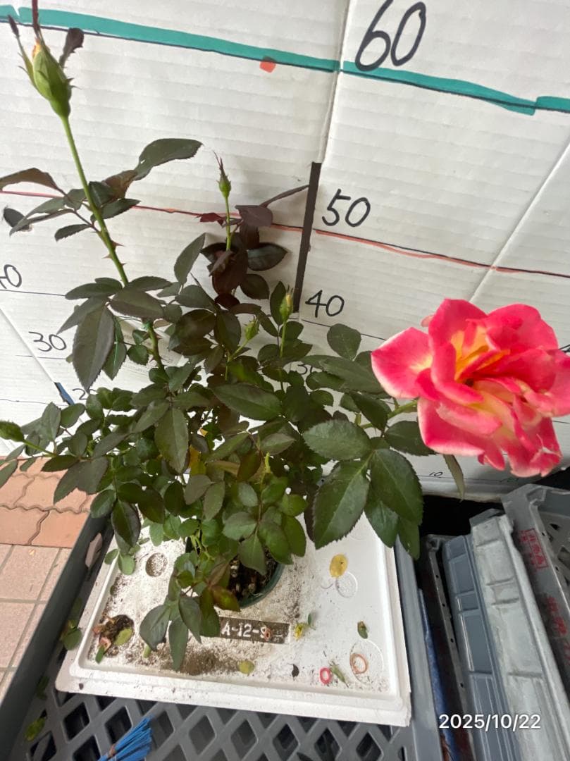 エ*メ様 5320 チャール6849イブ6210 5310ブラス