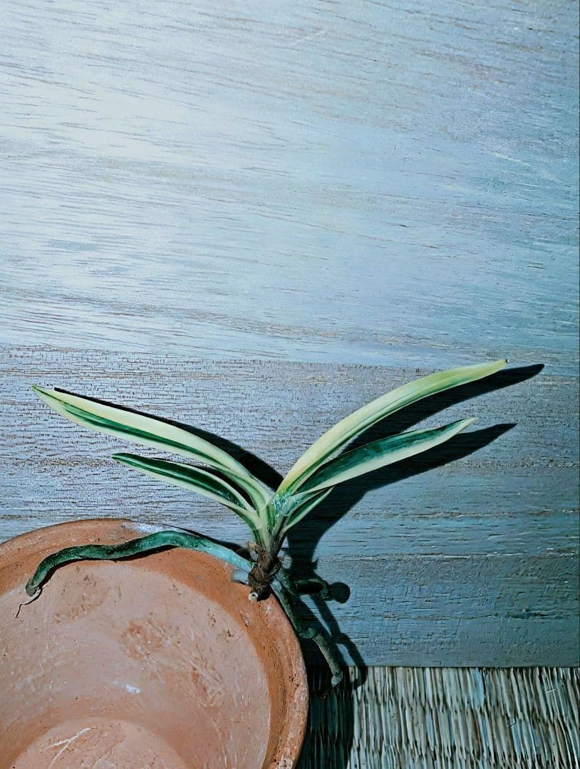 迎春特別価格品】富貴蘭 Super白牡丹