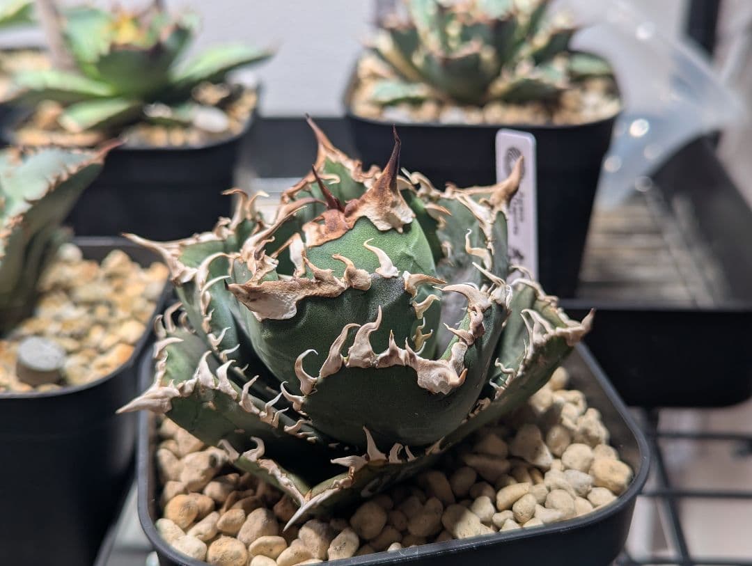 数量限定】アガベ オテロイ 種子 姫厳竜×黒火焔 20粒