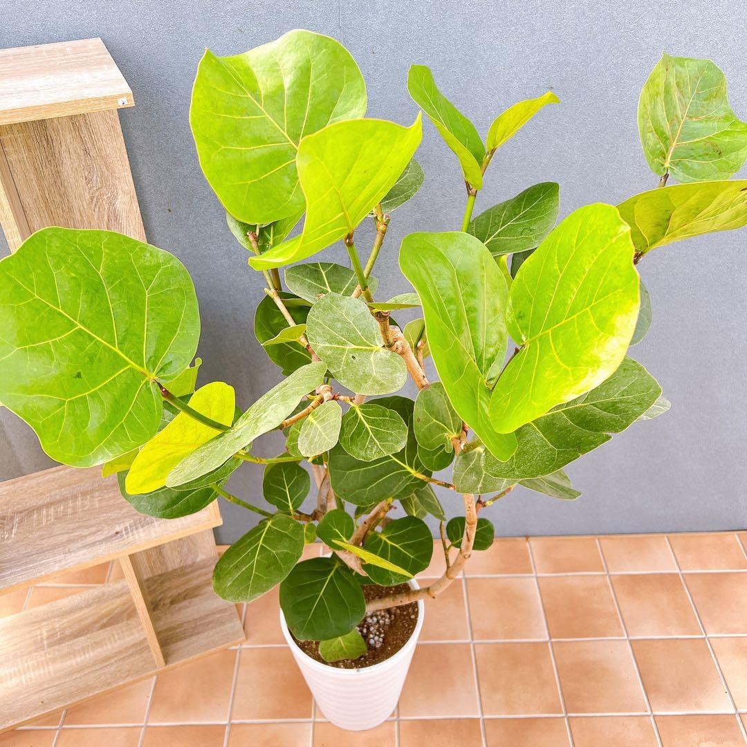 現品 海葡萄 シーグレープ 曲がり 1番 観葉植物 希少 インテリア