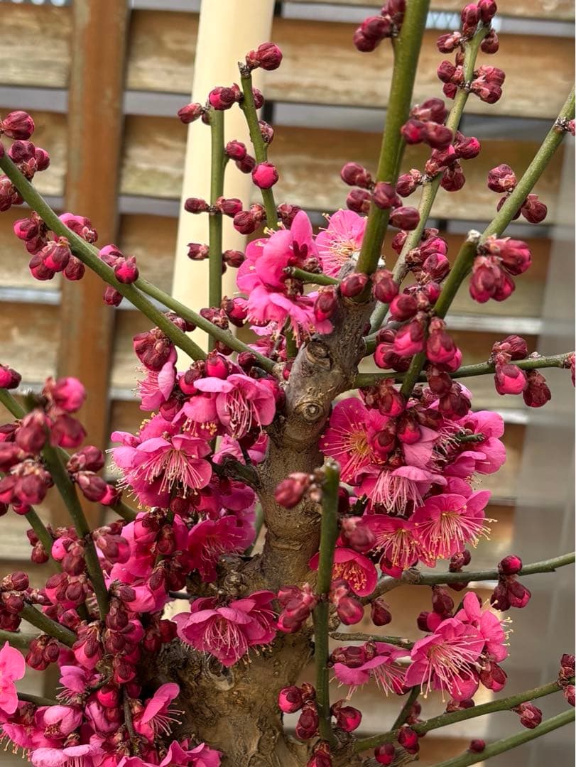 紅梅 盆栽 赤花