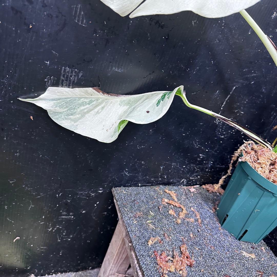 超*✿様 斑入りモンステラ極上ホワイトタイガーフルムーン4号鉢植え発