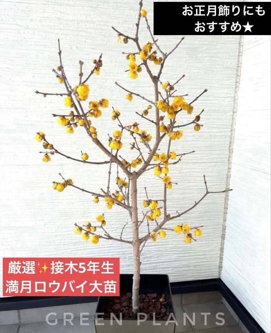 ✨厳選 接木5年生 満月 蝋梅【ロウバイ】大苗✨数量限定・特典有