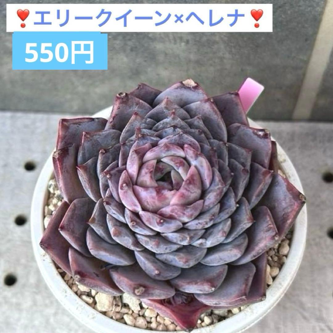 ❣️エリークイーン×ヘレナ❣️現品 エケベリア 寄せ植え 多肉弁当
