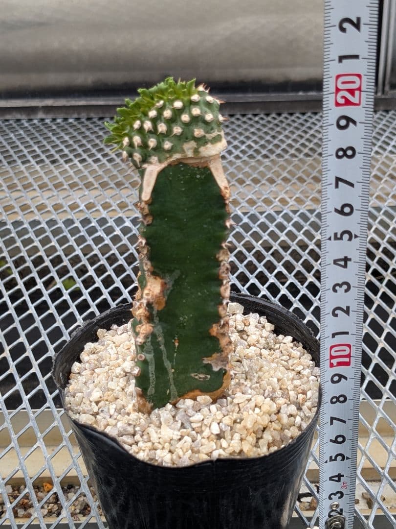 珍品】ユーフォルビア トム綴化 cv. 'Tom' f.crist 多肉植物 - メルカリ