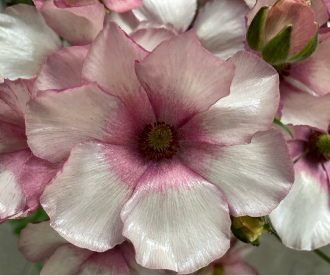 《ラナンキュラスラックス　4苗セット　5号鉢ごと　正規品》⭐︎リーベラ苗おまけ⭐︎